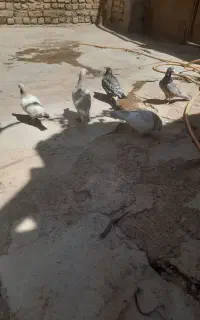 کبوتر