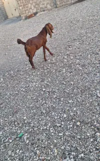 کهره نر