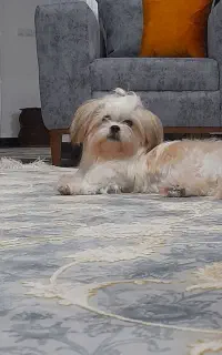 سگ نژاد مالتیز عروسکی ماده سایز صفر