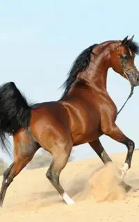 اسب
