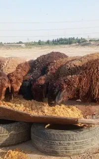 بره