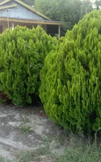درخت کاج خمره ای