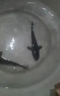 ماهی