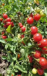 گوجه گیلاسی(ریز محلی) ترش و آبدار