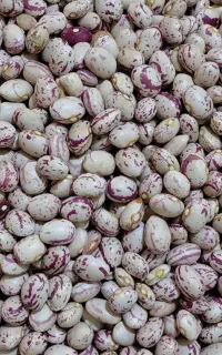 لوبیا چیتی ممتاز صادراتی