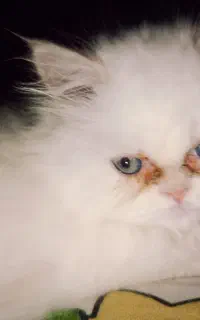 گربه های دو ماهه شش ماهه پرشین نر ماده