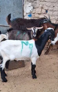 بزغاله نر دورگ پاکستانی