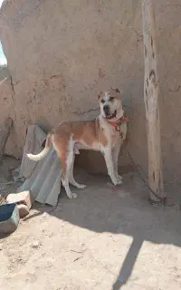 سگ خراسانی