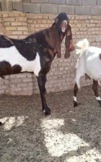 فروش ۲عددبز پاکستانی ماده ی شش ماهه