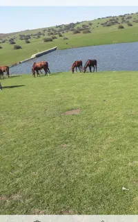 فروشی .معاوضه با گاو یا گوسفند