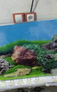 آکواریوم شیشه خم