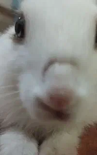 خرگوش باهوش