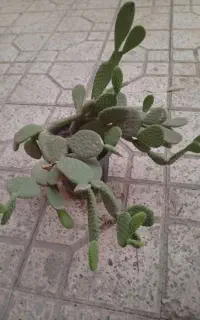 گل کاکتوس
