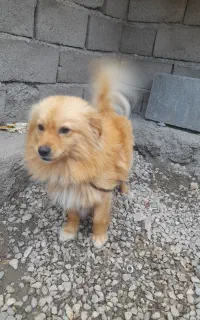 سگ پاکوتاه