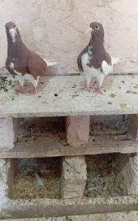 کفتر خوشرنگ