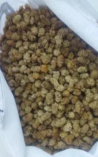 توت فروشی