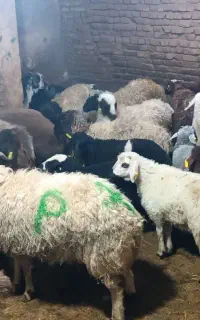 گوسفند زنده تمام تهران در محل باقصاب
