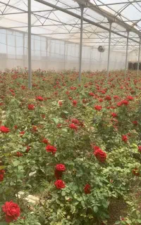 نیروی کار