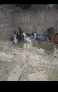 مرغ و خروس