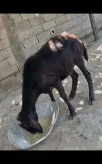 بره کشتاری