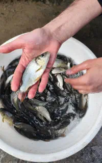 فروش عمده ماهیان گرمابی کپور سفید