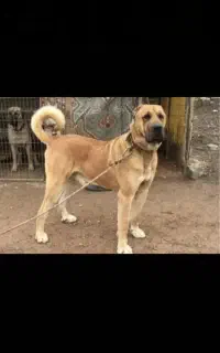 سگ کنگال فروشی