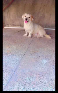 سگ پا کوتا معاوضه