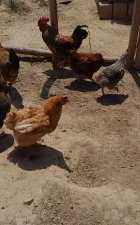 مرغ و خروس