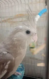 عروس هلندی آلبینو نر