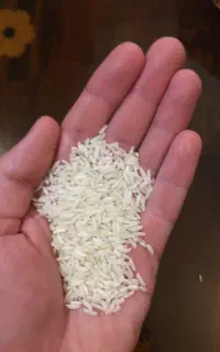 برنج طارم هاشمی برداشت امساله درجه‌ ۱