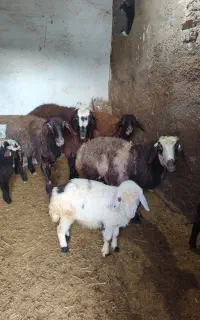 خر ماده با کره