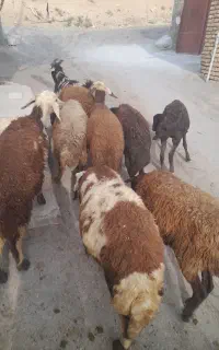 میش و بره افشاری پلنگی