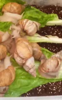 حلزون مولدپرورشی