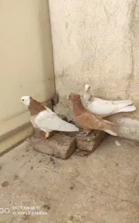 کفتر نیشابور
