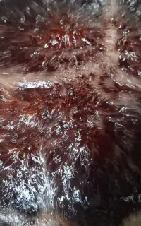 شربت نعناع وسکنجبین