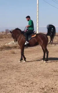 اسب مادیان