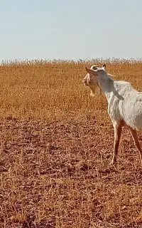 بز سانن نر