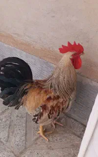 فروش