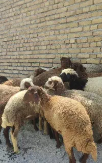 سلام پول لازم هستم