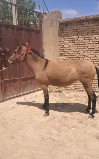قاطر فروشی ۳ راس