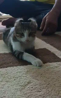 گربه بازی گوش