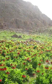 اجاره مرتع چرای دام فریدونشهر