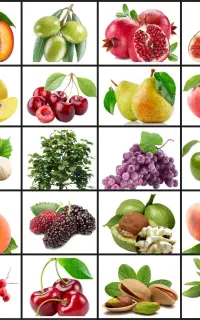 انواع نهال میوه پیوندی و گل های زینتی