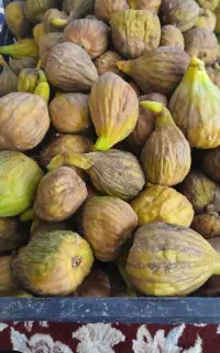 انجیرتازه خیلی شیرین بدون سم و کود مفت مفت