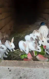 بچه خرگوش