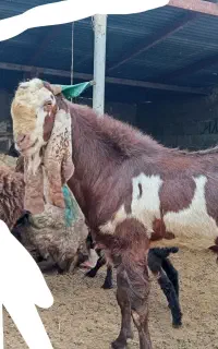 نره بز پاکستانی