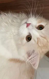 واگذاری تعدادی گربه