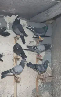 14 تا کفتر بمب چنارون