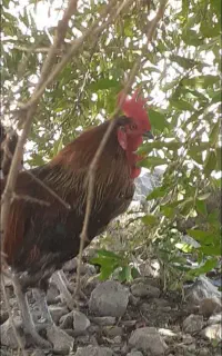 مرغ وخروس