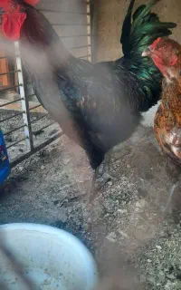 خروس مشکی